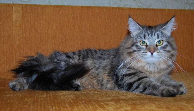 Сибирский котенок (кошечка) Сибирский котенок (кошечка)