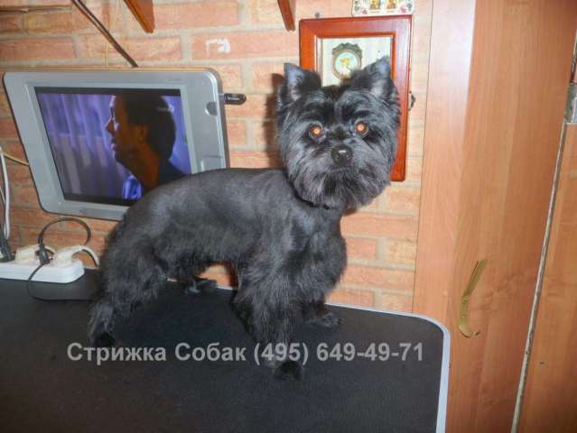 Стрижка собак от 850 рублей - Мастер Чубчик Стрижка собак от 850 рублей - Мастер Чубчик