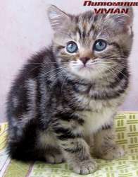 Британские мраморные котята из питомника VIVIAN. Британские мраморные котята из питомника VIVIAN.