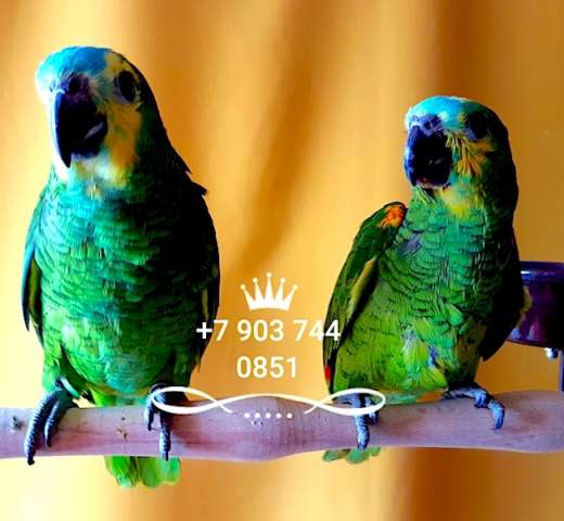 Синелобый амазон (Amazona aestiva aestiva) - ручные птенцы из питомника Синелобый амазон (Amazona aestiva aestiva) - ручные птенцы из питомника