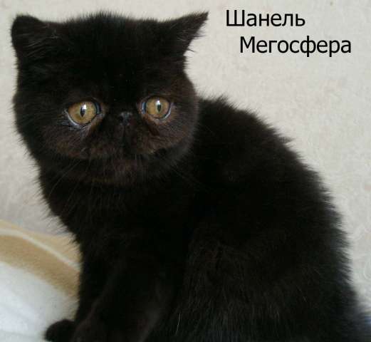 Экзотическая кошечка Экзотическая кошечка