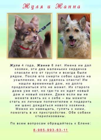 2 маленькие собачки в поисках дома 2 маленькие собачки в поисках дома