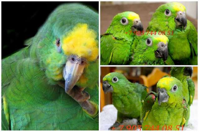 Желтолобый амазон (Amazona ochrocephala ochrocephala ) - птенцы выкормыши Желтолобый амазон (Amazona ochrocephala ochrocephala ) - птенцы выкормыши
