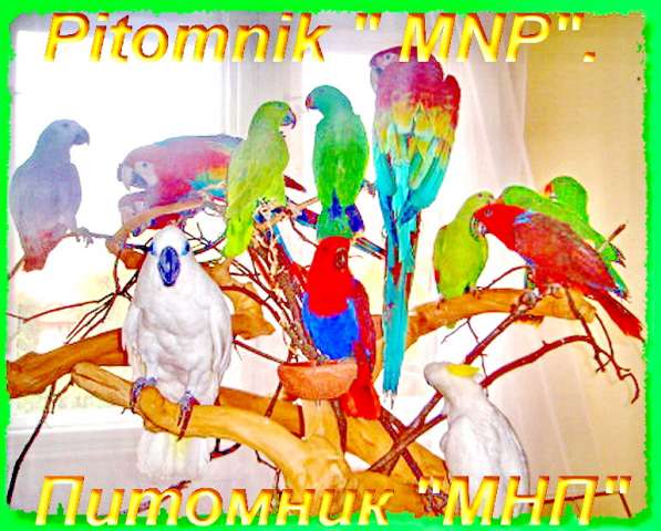 Элитпопугаи из питомника "МНП", продаю. Клетки, корм, минералы. Элитпопугаи из питомника "МНП", продаю. Клетки, корм, минералы.