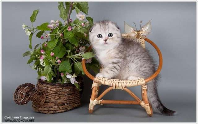 Шотландские вислоухие котята Шотландские вислоухие котята
