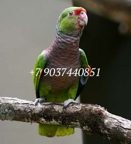 Винногрудый амазон (Amazona vinacea) - ручные птенцы из питомника Винногрудый амазон (Amazona vinacea) - ручные птенцы из питомника
