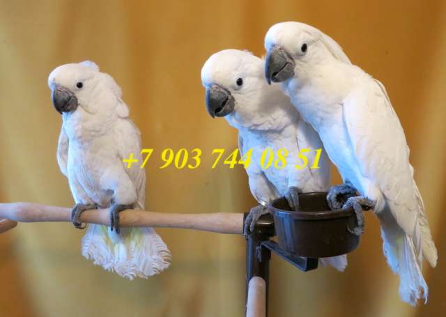 Белохохлый какаду (Cacatua alba) - ручные птенцы из питомника