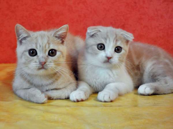 Кремовые мраморные котята Кремовые мраморные котята