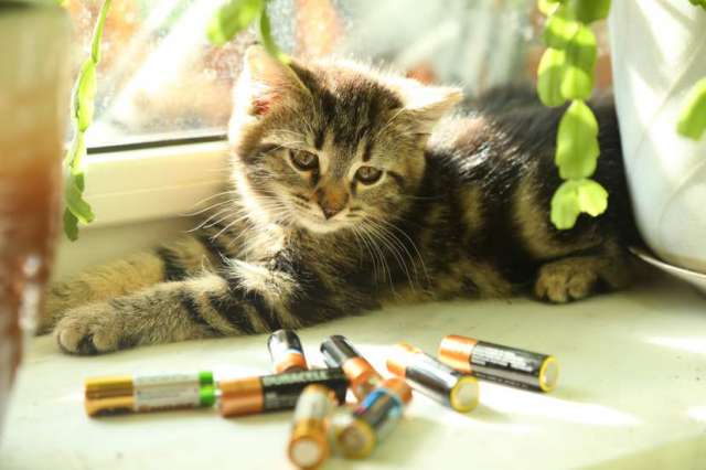 Котята Котята