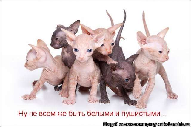 КОТЯТА КАНАДСКОГО СФИНКСА КОТЯТА КАНАДСКОГО СФИНКСА