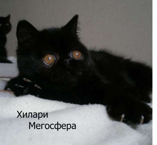 Экзотические кошки черного окраса Экзотические кошки черного окраса