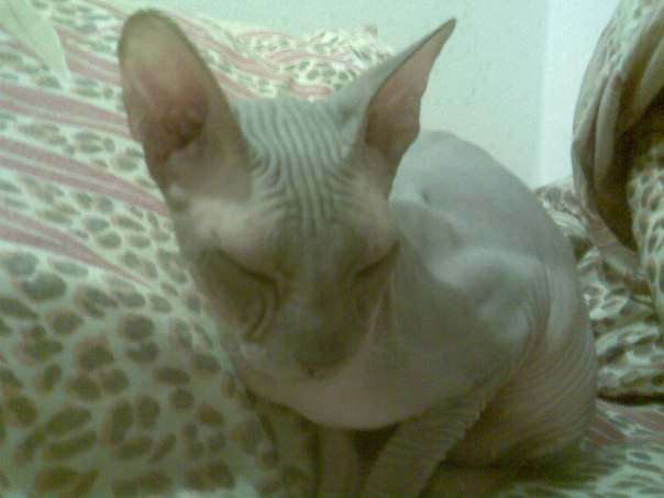 котята ищут дом котята ищут дом