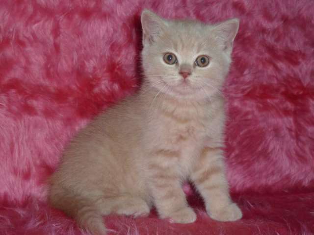 Шотландские котики и кошечки Шотландские котики и кошечки