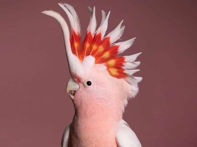 Какаду инка (Cacatua leadbeateri) - ручные птенцы из питомника Какаду инка (Cacatua leadbeateri) - ручные птенцы из питомника