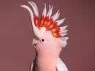Какаду инка (Cacatua leadbeateri) - ручные птенцы из питомника