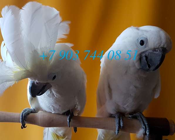 Белохохлый какаду (Cacatua alba) ручные птенцы из питомника Белохохлый какаду (Cacatua alba) ручные птенцы из питомника