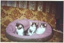 Котята в добрые руки Котята в добрые руки