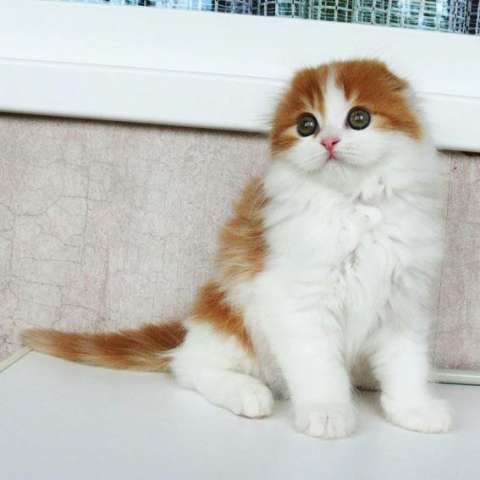 Шотландские вислоухие котята Шотландские вислоухие котята