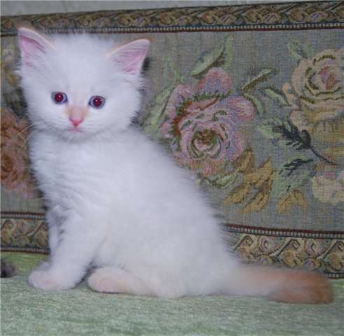 Сибирские и невские маскарадные котята Сибирские и невские маскарадные котята