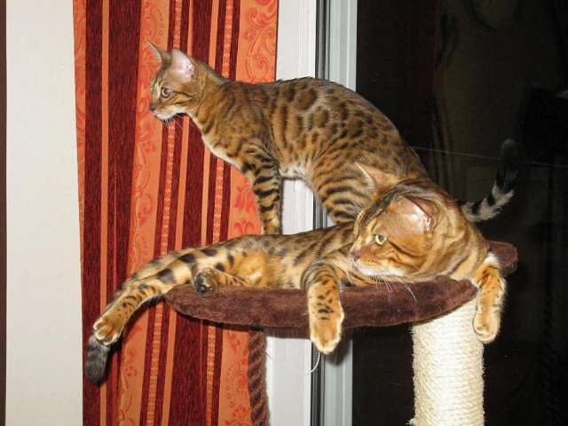 Бенгальские котята маленькие леопардики