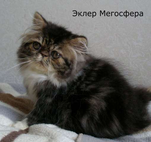 Роскошный перс Роскошный перс