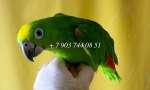 Желтолобый амазон (Amazona ochrocephala ochrocephala ) - птенцы выкормыши