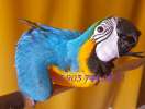 Сине желтый ара (ara ararauna)  - абсолютно ручные птенцы из питомника