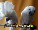 Белохохлый какаду (Cacatua alba) - ручные птенцы из питомника