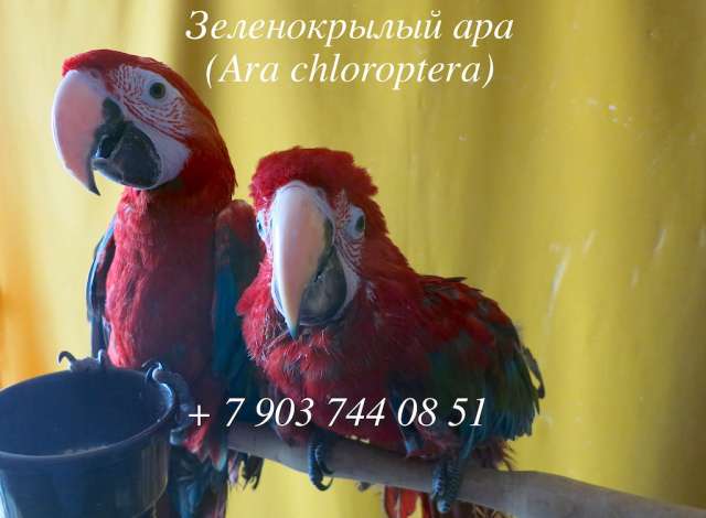 Зеленокрылый ара (Ara chloropterus) - ручные птенцы из питомника