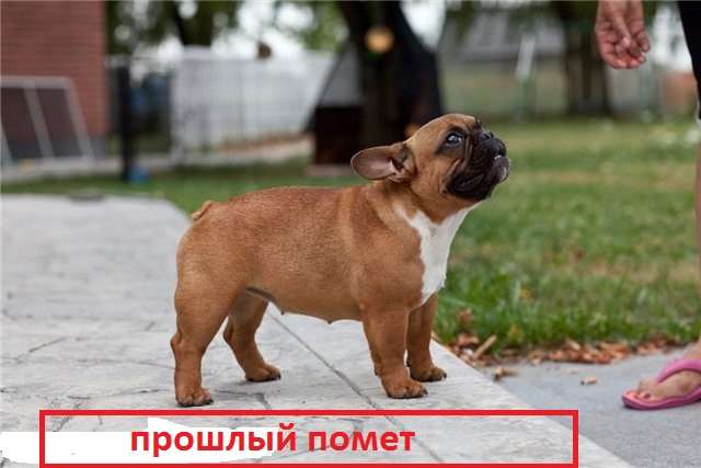 Элитные французы международного уровня Элитные французы международного уровня