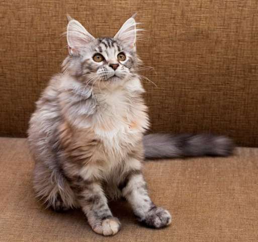 Котята Мейн Кун. В разведение и для души Котята Мейн Кун. В разведение и для души