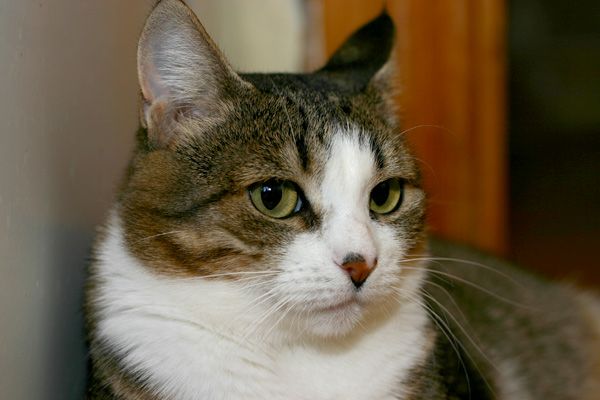 Плюшевая кошечка Василиса. Плюшевая кошечка Василиса.