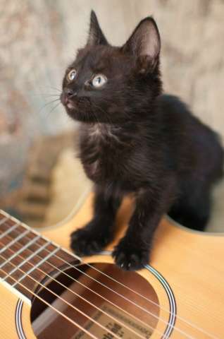 Отдам Кильку (кошку) Отдам Кильку (кошку)