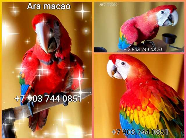 Красный ара (Ara macao) - абсолютно ручные птенцы из питомника Красный ара (Ara macao) - абсолютно ручные птенцы из питомника