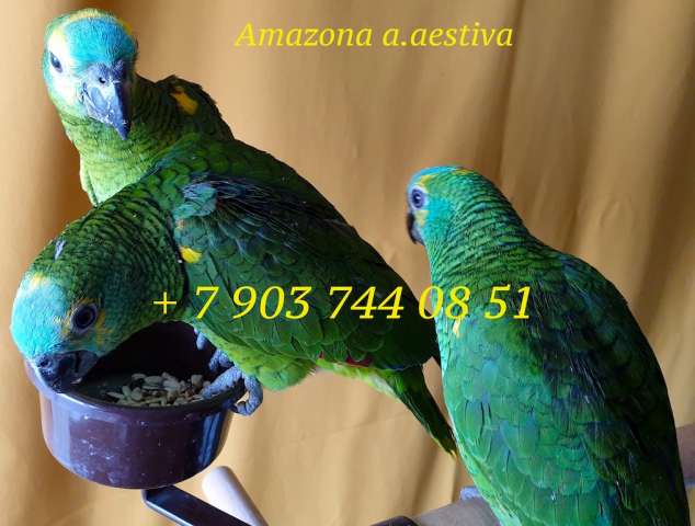 Синелобый амазон (Amazona aestiva aestiva) - ручные птенцы из питомника Синелобый амазон (Amazona aestiva aestiva) - ручные птенцы из питомника