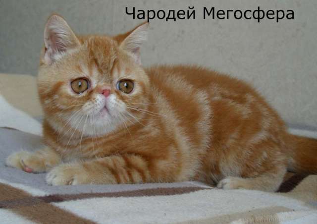 Экзотический котик Экзотический котик