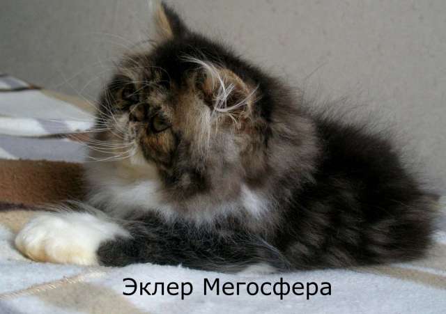 Великолепный персидский котик Великолепный персидский котик