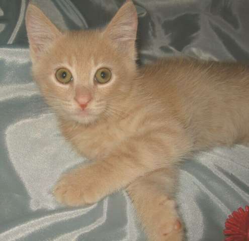 В дар котятки, 3,5 мес. В дар котятки, 3,5 мес.