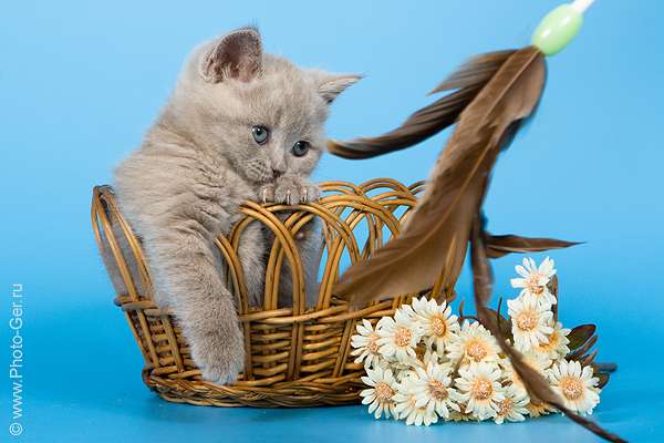 Купить британского котенка Купить британского котенка