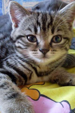котенок тигренок в дар котенок тигренок в дар