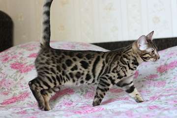 Бенгальские котята Бенгальские котята