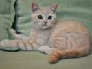 Крупный красивый кремовый мраморный котик