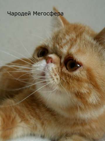 Экзотический котик Экзотический котик