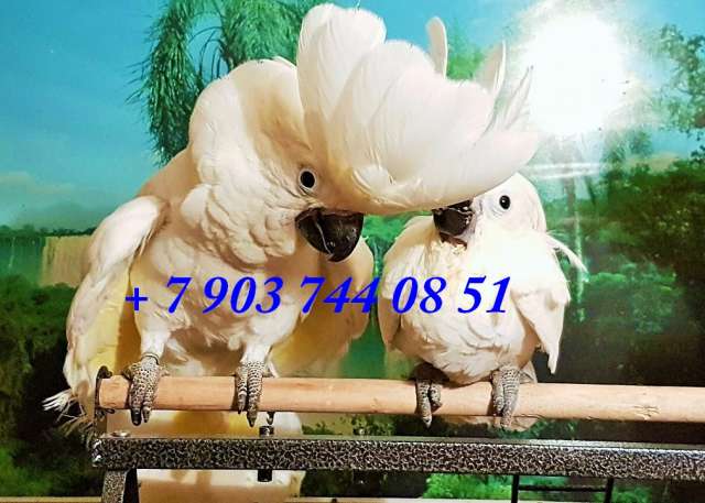 Белохохлый какаду (Cacatua alba) - ручные птенцы из питомника Белохохлый какаду (Cacatua alba) - ручные птенцы из питомника