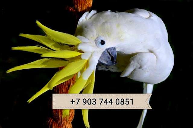 Желтохохлый какаду (Cacatua galerita triton) - ручные птенцы из питомника Желтохохлый какаду (Cacatua galerita triton) - ручные птенцы из питомника