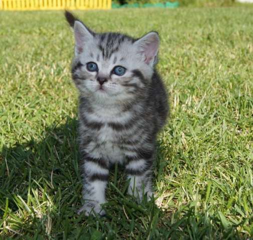Британские мраморные котята Британские мраморные котята