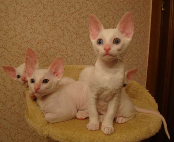 белые котята корниш-рекс белые котята корниш-рекс