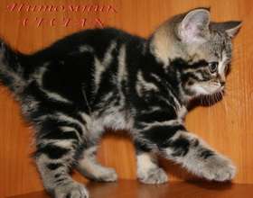 Британские мраморные котята из питомника VIVIAN. Британские мраморные котята из питомника VIVIAN.