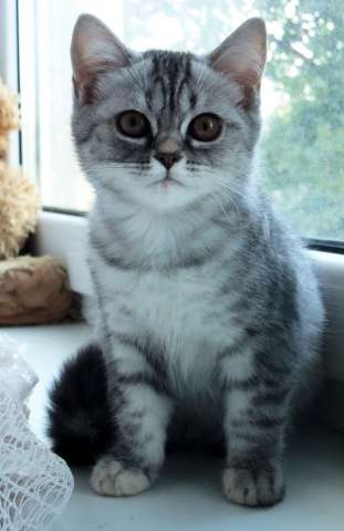Клубные британские короткошерстные котята Клубные британские короткошерстные котята