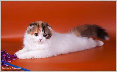 Шотландская кошечка, недорого Шотландская кошечка, недорого